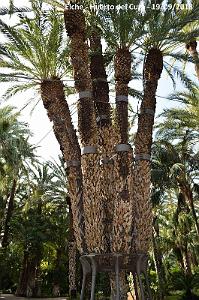 19 ELCHE HUERTO DEL CURA (116)